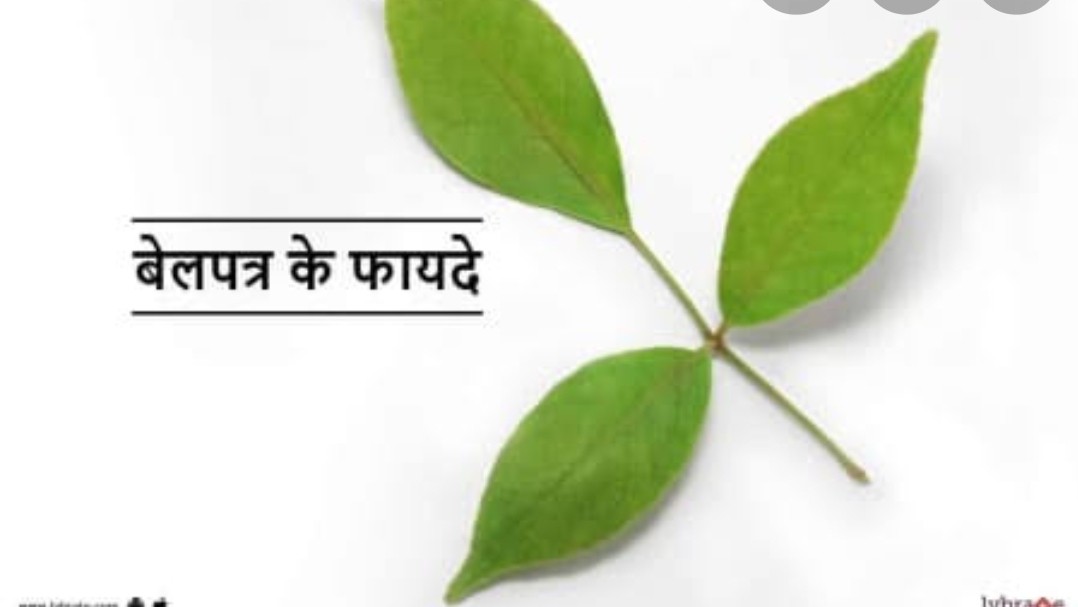 बेलपत्र और बेल के उपयोग से अद्भुत लाभ ! स्वर्गीय राजीव दीक्षित जी से भी सुनिए इससे होने वाले लाभ !! 3 Screenshot 20210318 201518 Google