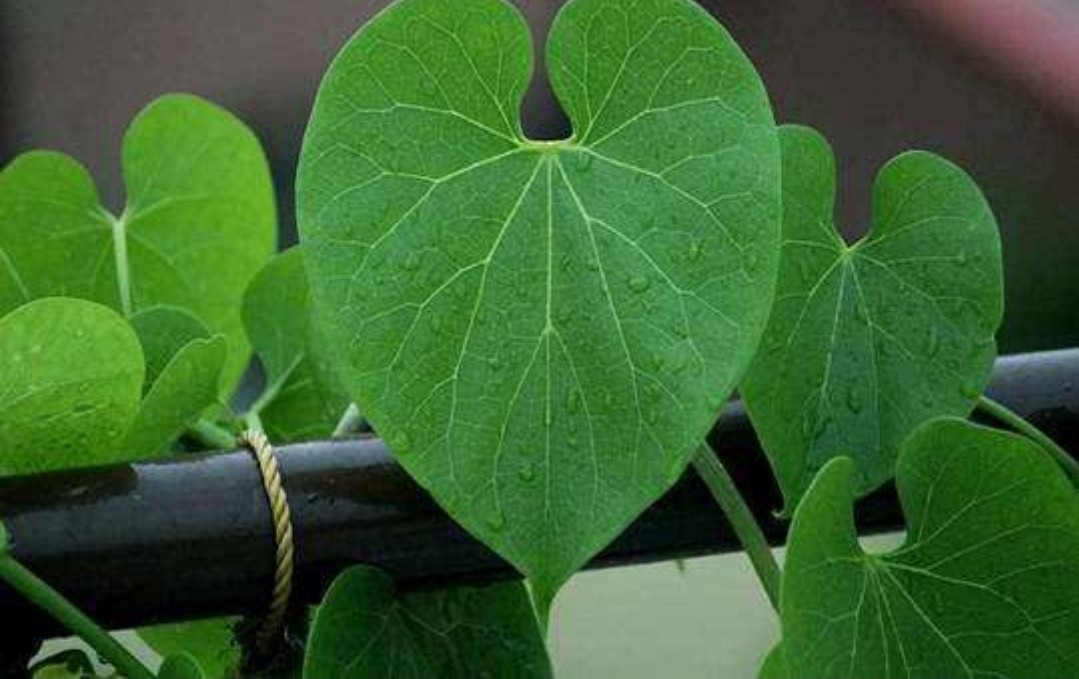 कोरोना से बचाने में रामबाण गिलोय ! 1 कोरोना से बचाने में रामबाण गिलोय !