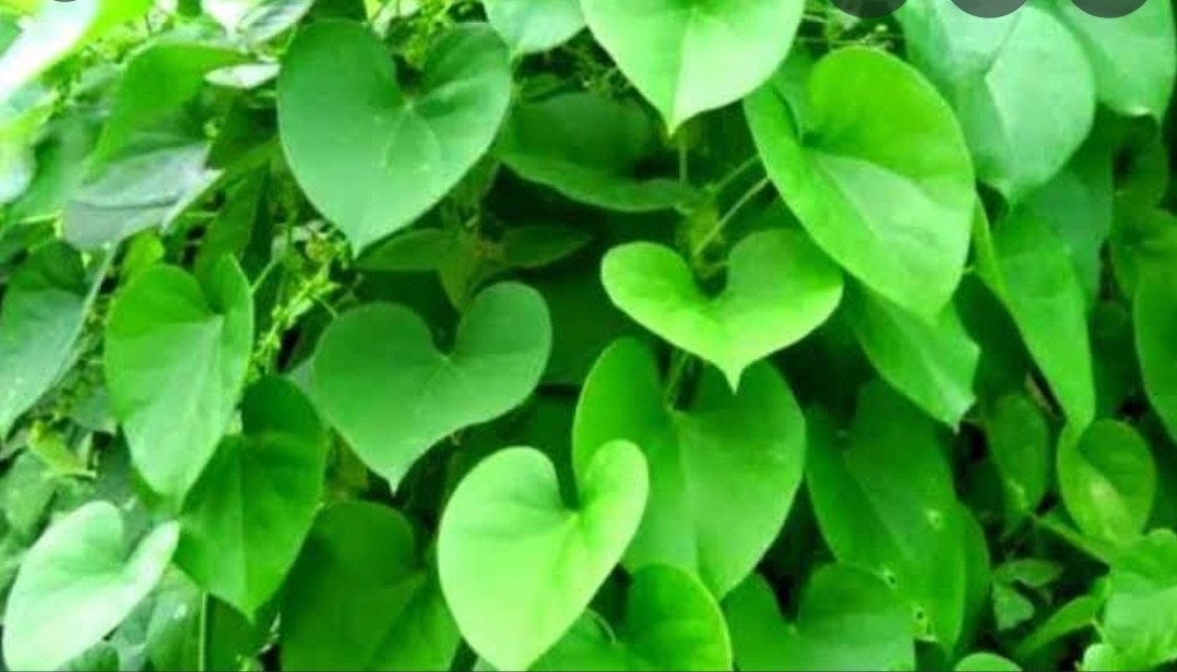 Screenshot 20210426 225227 Google