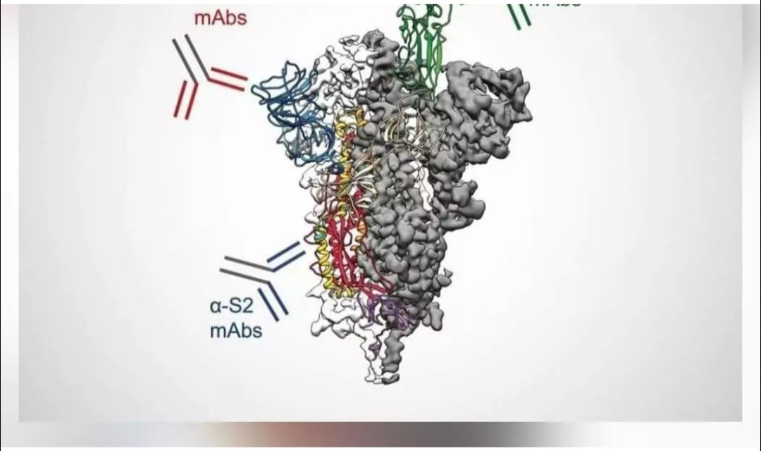 जारी तस्वीर में लिखा कैसे इम्यून सिस्टम एंटीबॉडीज के साथ कोविड-19 वायरस से लड़ता है 1 20210508 093559