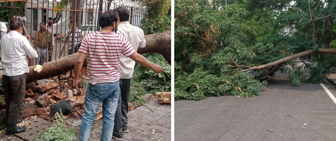 तेज आंधी और बारिश के कारण एबीपी स्कूल के सामने की सड़क पर गिरे पेड़ो से यातायात प्रभावित हुआ (Aparna Goel निगम पार्षद) 5 5 5