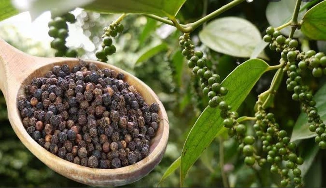 कालीमिर्च के लाभ और प्रयोग ! 1 Screenshot 20210613 133429 Google