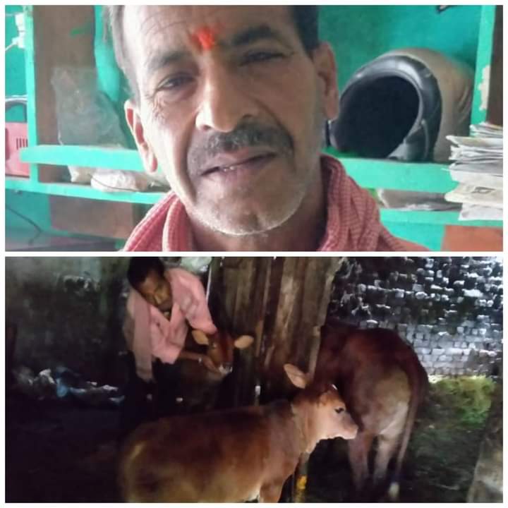 हिमालयी गायो का संरक्षण जरूरी:त्रिलोक 1 FB IMG 1630592275848 1