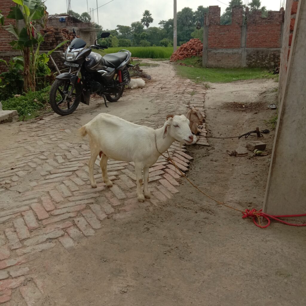 Bihar panchayat polls - द्वितीय चरण का मतदान जारी 7 IMG 20210929 083829