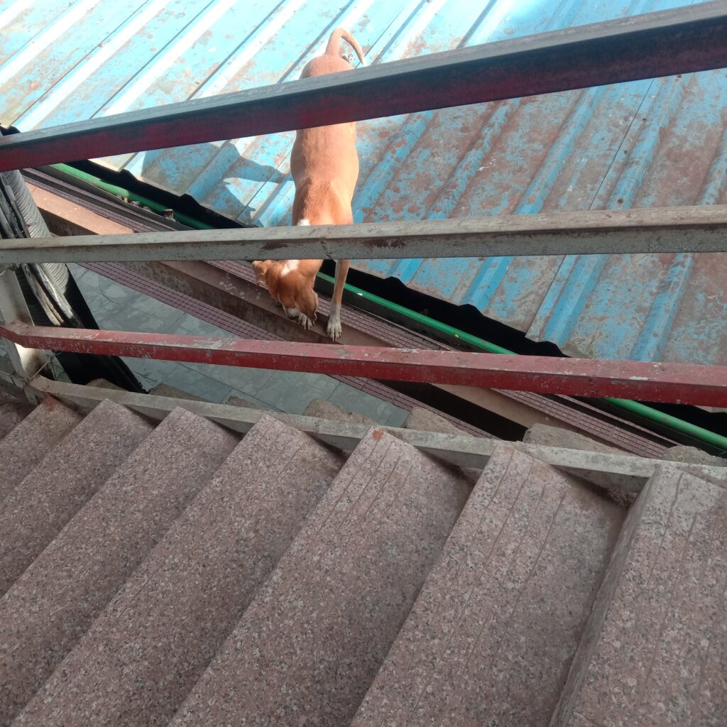 Muzaffarpur Junction सफाई व्यवस्था को तरसता मुजफ्फरपुर जंक्शन 2 IMG 20210930 083652