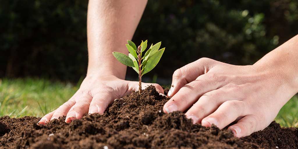 ये उपाय पितरों के बड़े २ पापों को तारता है 8 pitra dosh upay by plantation
