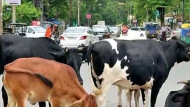 योगी सरकार का आवारा पशुओं पर बड़ा फैसला