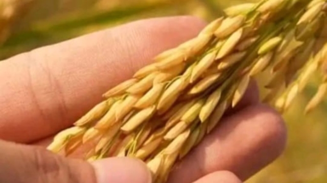 पहले सुखाड़, फिर बाढ़ और